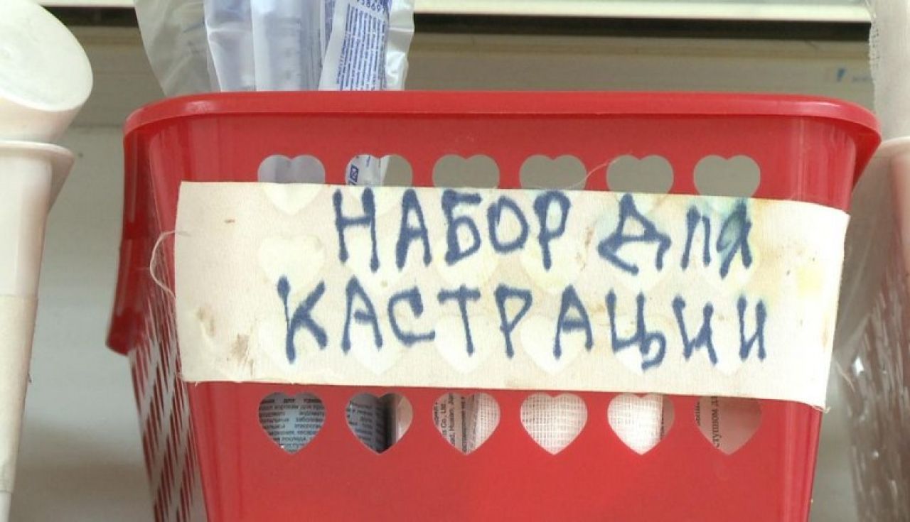 Кто в Хабаровске стерилизует бродячих животных