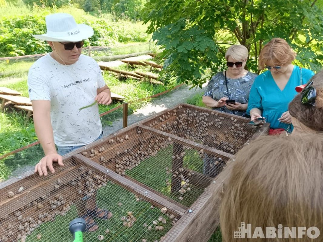 Увидеть улиток и съесть - новая хабаровская экзотика
