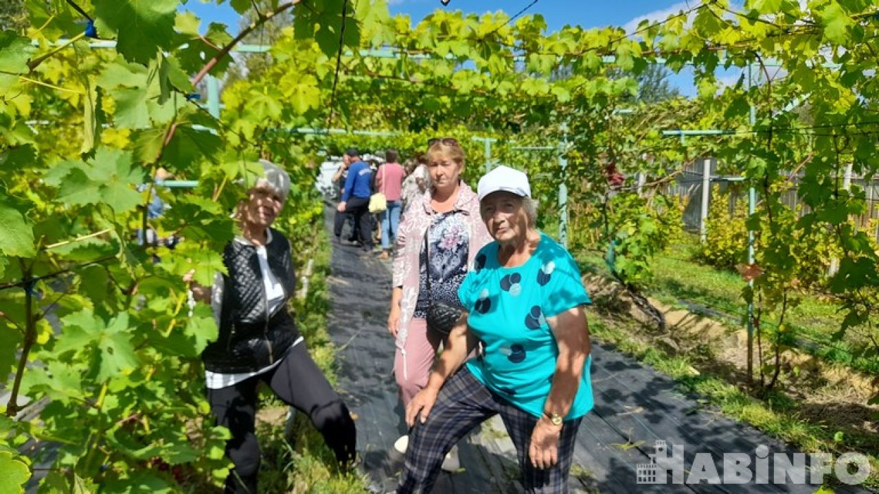 В гостях у мастера-виноградаря Александра Мамаева